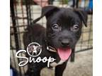 Adopt Snoop Rushin a Pit Bull Terrier, Mixed Breed