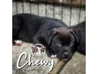 Adopt Chewy Rushin a Pit Bull Terrier, Mixed Breed