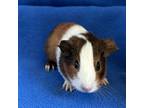 Adopt Toffee a Guinea Pig