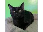 Adopt Silly Billy a Domestic Short Hair