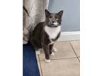 Adopt Bartholomew a Domestic Short Hair