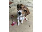 Adopt Colby (Available 5/18/24) a Hound