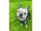 Adopt Spud (Available 5/18/24) a Boston Terrier