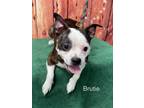 Adopt Brutie (Available 5/18/24) a Boston Terrier