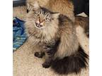 Adopt George Vanellope a Domestic Long Hair