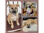 Adopt August a Mixed Breed