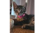 Adopt Turnip 4421 a Domestic Shorthair / Mixed cat in Dallas, TX (38861882)