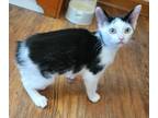 Adopt Sweetpea a White Manx / Mixed (short coat) cat in Louisa, VA (38877312)