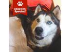Adopt Hiccup - Likes Other Dogs and People! - $75 Adoption Special! a Husky