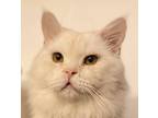 Adopt Minino a Orange or Red (Mostly) Domestic Longhair / Mixed cat in Palatine