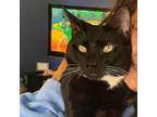 Adopt Sox a Black & White or Tuxedo Domestic Shorthair / Mixed cat in Palatine