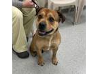 Adopt GCG-Stray-gc259 (Gibby) a Mixed Breed