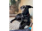 Adopt Ronnie a Labrador Retriever / Mixed dog in New Braunfels, TX (36718413)