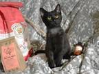 Adopt Ganache a All Black Domestic Shorthair / Mixed (short coat) cat in Cary