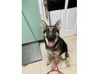 Adopt Reuben - Stray Hold a German Shepherd Dog