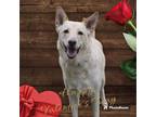 Adopt Macy a German Shepherd Dog / Labrador Retriever / Mixed dog in Moberly