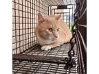 Adopt T Cat 24-0427A a Domestic Short Hair