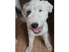 Adopt Jack a White - with Gray or Silver Old English Sheepdog / Mixed dog in