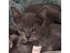 Adopt Charlotte Sneakers Stanley LT a Gray or Blue Domestic Shorthair / Mixed