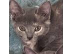 Adopt Stella Caroline LT a Gray or Blue Domestic Shorthair / Mixed cat in