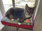 Adopt Rosie a Tiger Striped Domestic Shorthair / Mixed cat in Fairborn