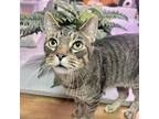 Adopt Sheldon a Brown Tabby Domestic Mediumhair cat in Knoxville, TN (38877284)