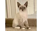 Adopt Flint a Gray or Blue (Mostly) Siamese cat in Knoxville, TN (38877304)