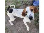 Adopt Smoky a Hound