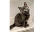 Adopt Pilot a Gray or Blue (Mostly) Domestic Shorthair cat in New York