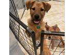 Adopt Cactus Jack a Labrador Retriever, Mixed Breed