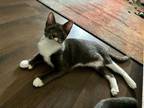 Adopt Stevie (Bonded with Dublin) a Domestic Short Hair