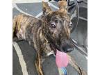 Adopt Drew a Brindle Terrier (Unknown Type, Small) / Mixed dog in Tuscaloosa