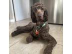 Adopt Koda a Standard Poodle dog in Whitby, ON (38877062)