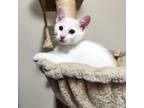 Adopt Pickles a White Domestic Shorthair (short coat) cat in Mississauga