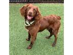 Adopt Fossey a Spaniel, Mixed Breed