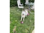 Adopt Cyrus a White - with Gray or Silver Husky / Mixed dog in South Milwaukee