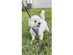 Adopt SNOW a Poodle