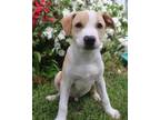 Adopt Spieth a Mixed Breed