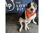 Adopt Darla a Black Staffordshire Bull Terrier / Mixed dog in Dallas