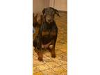 Adopt Max a Black Doberman Pinscher / Mixed dog in Dallas, TX (38881270)
