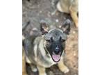 Adopt Orbit a Belgian Shepherd / Malinois, German Shepherd Dog