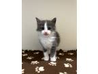 Adopt Bentley a Domestic Medium Hair