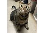 Adopt Ollie a Domestic Short Hair