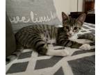 Adopt Mariah (Bonded with Cher) a Brown Tabby Domestic Shorthair (short coat)