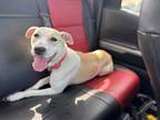 Adopt Bailee a Tan/Yellow/Fawn - with White American Pit Bull Terrier / Mixed