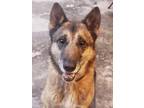 Adopt Cuervo a German Shepherd Dog, Belgian Shepherd / Malinois
