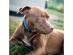 Adopt Rebel a Brown/Chocolate Pit Bull Terrier / Mixed dog in Jefferson City