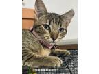 Adopt Lily a Brown Tabby Tabby / Mixed cat in Picayune, MS (38877551)