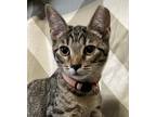 Adopt Tulip a Gray, Blue or Silver Tabby Tabby / Mixed (short coat) cat in