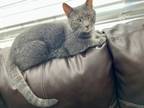 Adopt Whiskers a Gray or Blue Tabby / Mixed (short coat) cat in Louisville